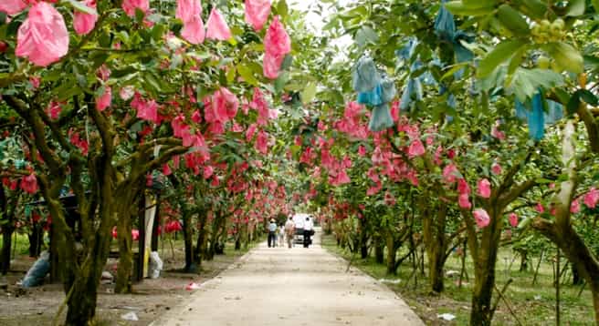 Fruit Farm Desaru