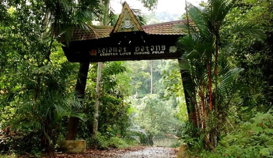 gunung pulai