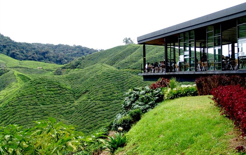 Boh Tea Plantation